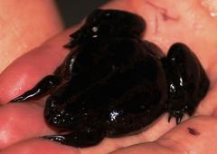 Xenopus gilli