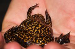 Xenopus gilli