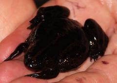 Xenopus gilli