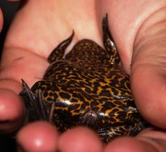 Xenopus gilli