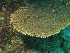 Acropora branchi