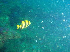 Oplegnathus robinsoni