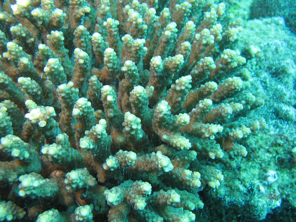 Acropora donei