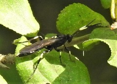 Ichneumon deliratorius