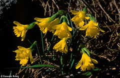 Narcissus cuneiflorus