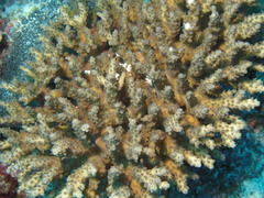Acropora donei