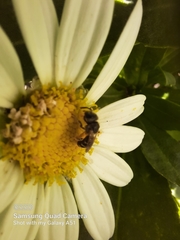 Halictus ligatus