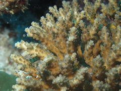 Acropora donei