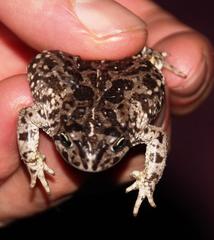 Vandijkophrynus angusticeps