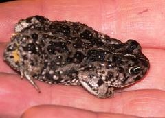 Vandijkophrynus angusticeps