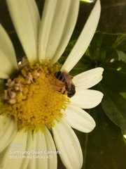 Halictus ligatus