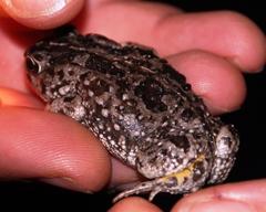 Vandijkophrynus angusticeps