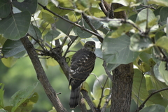 Accipiter badius