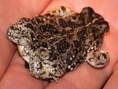 Vandijkophrynus angusticeps