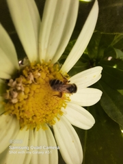 Halictus ligatus
