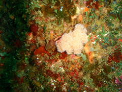 Leptophyton benayahui