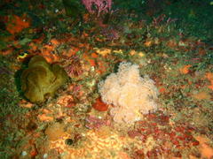 Leptophyton benayahui