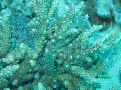 Acropora horrida