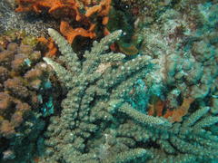 Acropora horrida