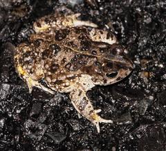 Vandijkophrynus angusticeps