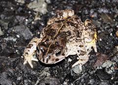 Vandijkophrynus angusticeps