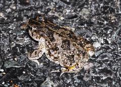 Vandijkophrynus angusticeps