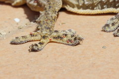 Geckobia