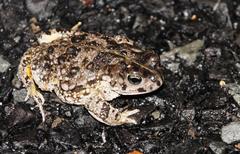 Vandijkophrynus angusticeps