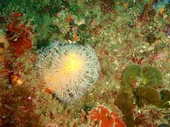 Parasphaerasclera aurea