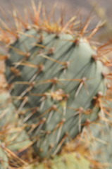 Opuntia × curvispina