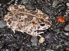 Vandijkophrynus angusticeps