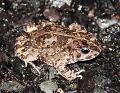 Vandijkophrynus angusticeps