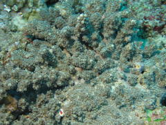Acropora horrida