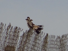 Lanius excubitoroides