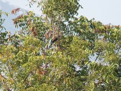 Phaenicophaeus viridirostris