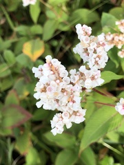 Koenigia campanulata