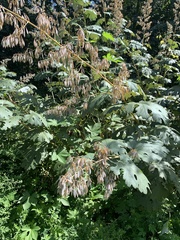 Macleaya