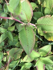 Koenigia campanulata