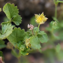 Ivesia saxosa