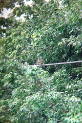 Chlorocichla simplex