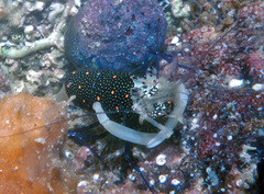 Gnathophyllum panamense