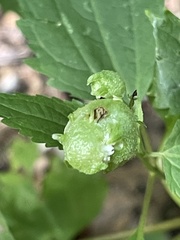 Schizomyia eupatoriflorae