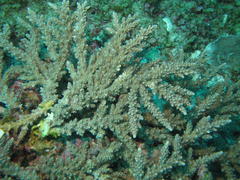 Acropora horrida