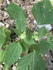 Schizomyia eupatoriflorae