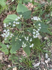 Schizomyia eupatoriflorae