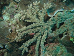 Acropora horrida
