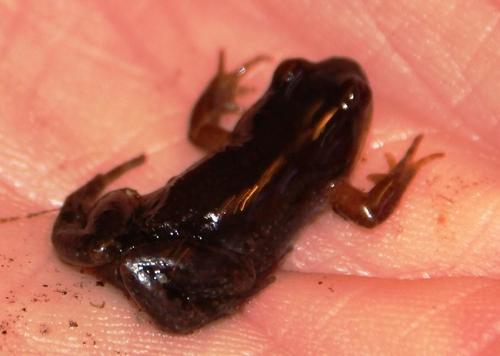 Cacosternum platys