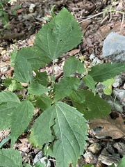 Schizomyia eupatoriflorae