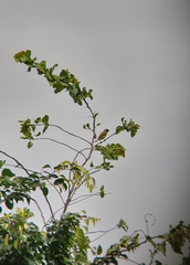 Ploceus brachypterus