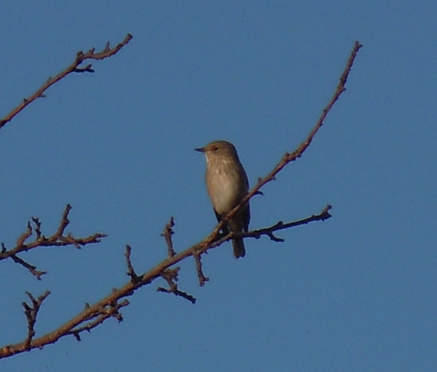 Spotted Flycatcher